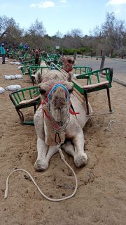 GC-Camello Safari (Maspalomas)-26.jpg